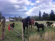 Clark County Animal Control officers corralled 18 miniature horses that had escaping their pasture and wandering onto Northeast 88th Street near Andresen Road Wednesday afternoon.