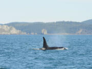 Federal researchers are working to learn more about the diet of whales off the West Coast and the role of Columbia River salmon.