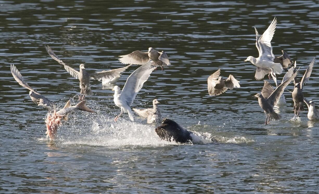 Sea lions feed on sturgeon from the mouth of the Columbia River upstream to Bonneville Dam.