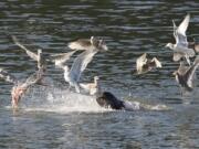 Sea lions feed on sturgeon from the mouth of the Columbia River upstream to Bonneville Dam.