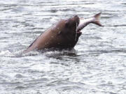 A sea lion in the lower Columbia River completes a fine meal of chinook salmon.