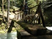 The Gifford Pinchot National Forest is seeking a state grant to replace this aging log bridge across West Creek on Siouxon trail No. 130.