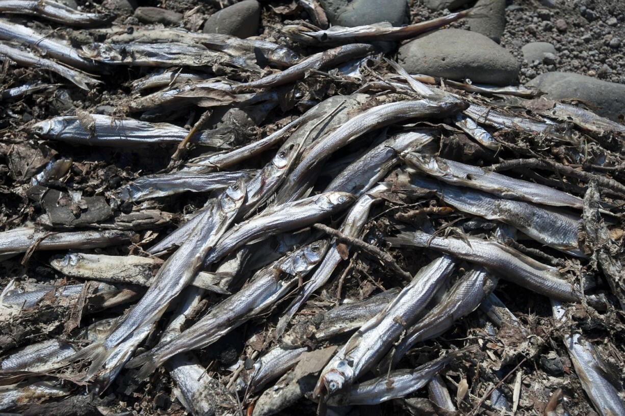 Plenty of dead smelt can be found along the beaches of the lower Columbia.