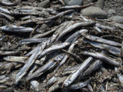 Plenty of dead smelt can be found along the beaches of the lower Columbia.