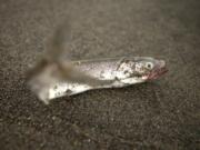 State biologists estimate the return to the Columbia River and tributaries in 2014 was 186 million smelt, the largest in at least 15 years.