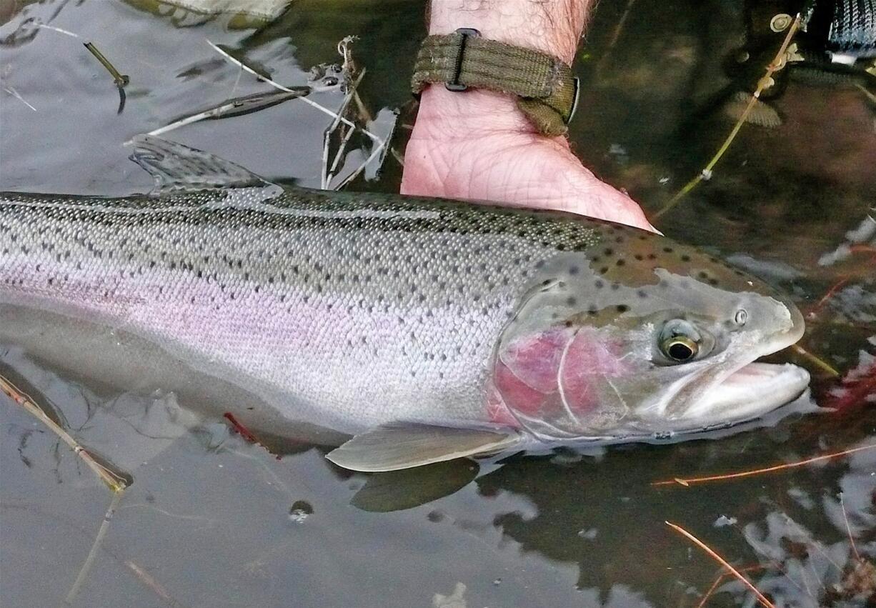 More than 300,000 summer steelhead are forecast to enter the Columbia River in 2015.