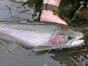 More than 300,000 summer steelhead are forecast to enter the Columbia River in 2015.