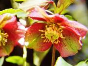 A selection of cold hardy perennial hellebores will fit perfectly into a late winter, early spring garden arrangement.