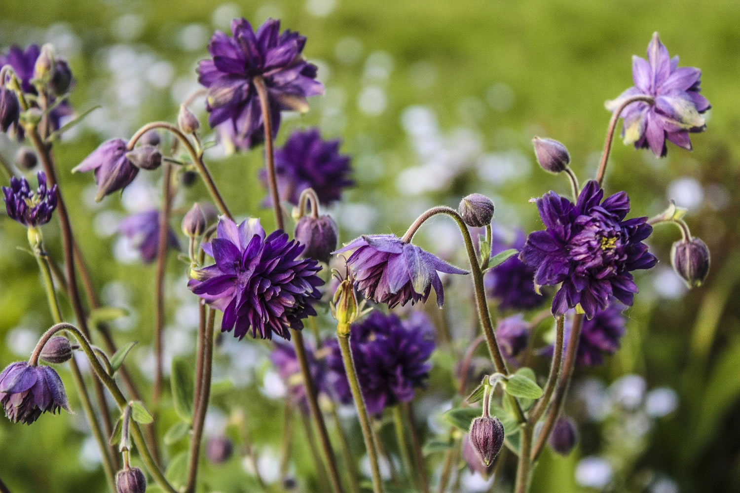 The purple columbine are dancing all around our yard right now
signaling summer's soon arrival. Photo by Diane Stevens May 20, 2014