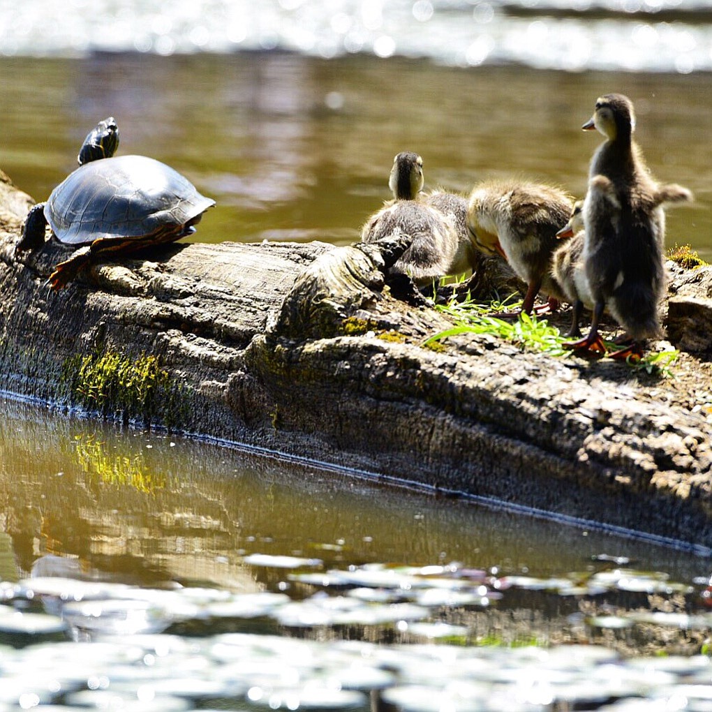 Baby ducks wake sleeping turtles at Steigerwald Refuge in
Washougal.