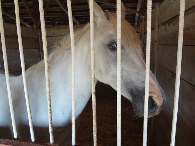 Clark County Fair 8-2-13 AM