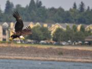 Eagle over the Columbia River