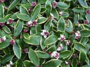 Cut flowering stems of Daphne odora &quot;Marginata&quot; for a luscious scent of spring in winter.