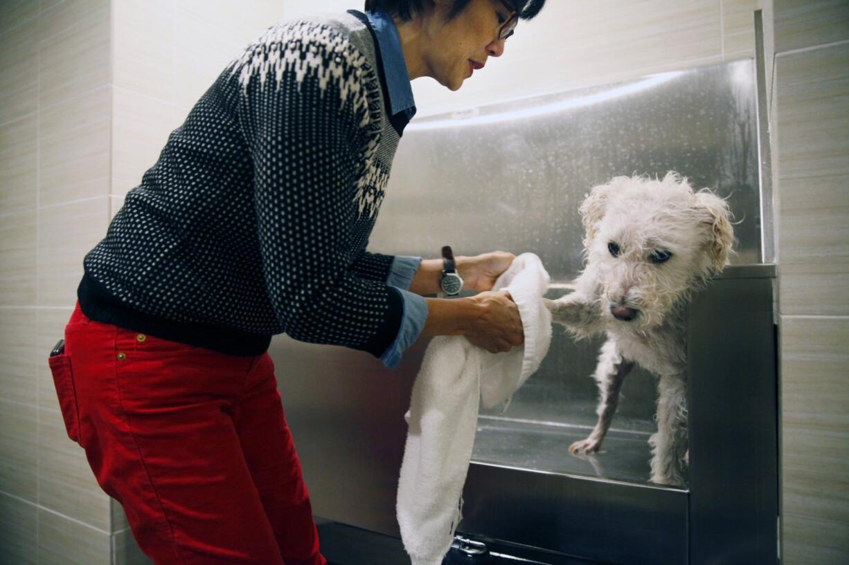 At Mill and Main Apartments in Minneapolis, Sharon Fong gives her schnoodle, Bexley, his weekly bath in the spa for dogs at the complex.