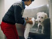 At Mill and Main Apartments in Minneapolis, Sharon Fong gives her schnoodle, Bexley, his weekly bath in the spa for dogs at the complex.