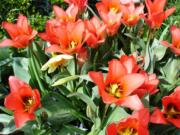 Tulipa 'Red Robin' is a species tulip that thrives in rock gardens and withstands rainy spring weather.