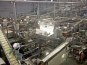 Workers sort pears at Northwest Packing Co.