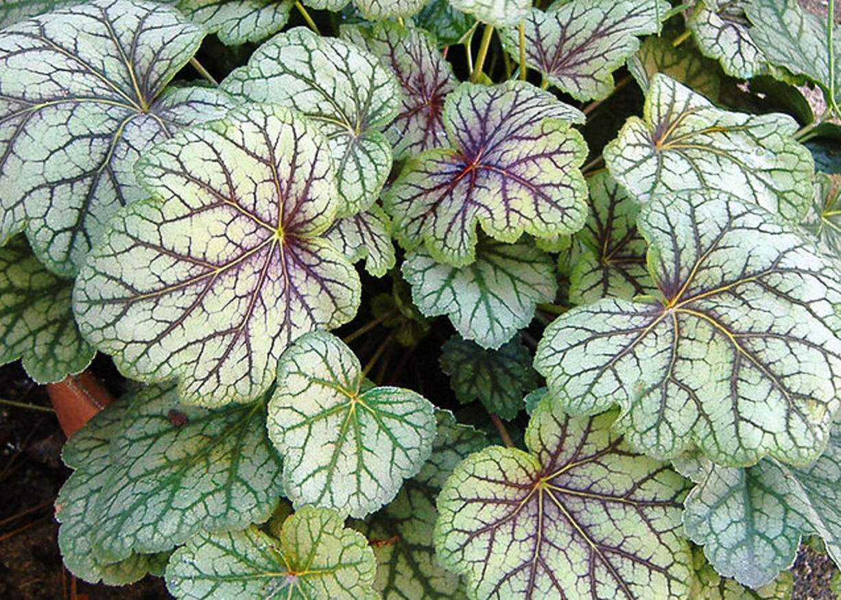 Even with a never-ending array of choice introductions in the heuchera family, I am still partial to the classic heuchera Green Spice.