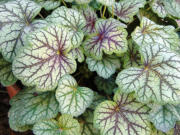 Even with a never-ending array of choice introductions in the heuchera family, I am still partial to the classic heuchera Green Spice.