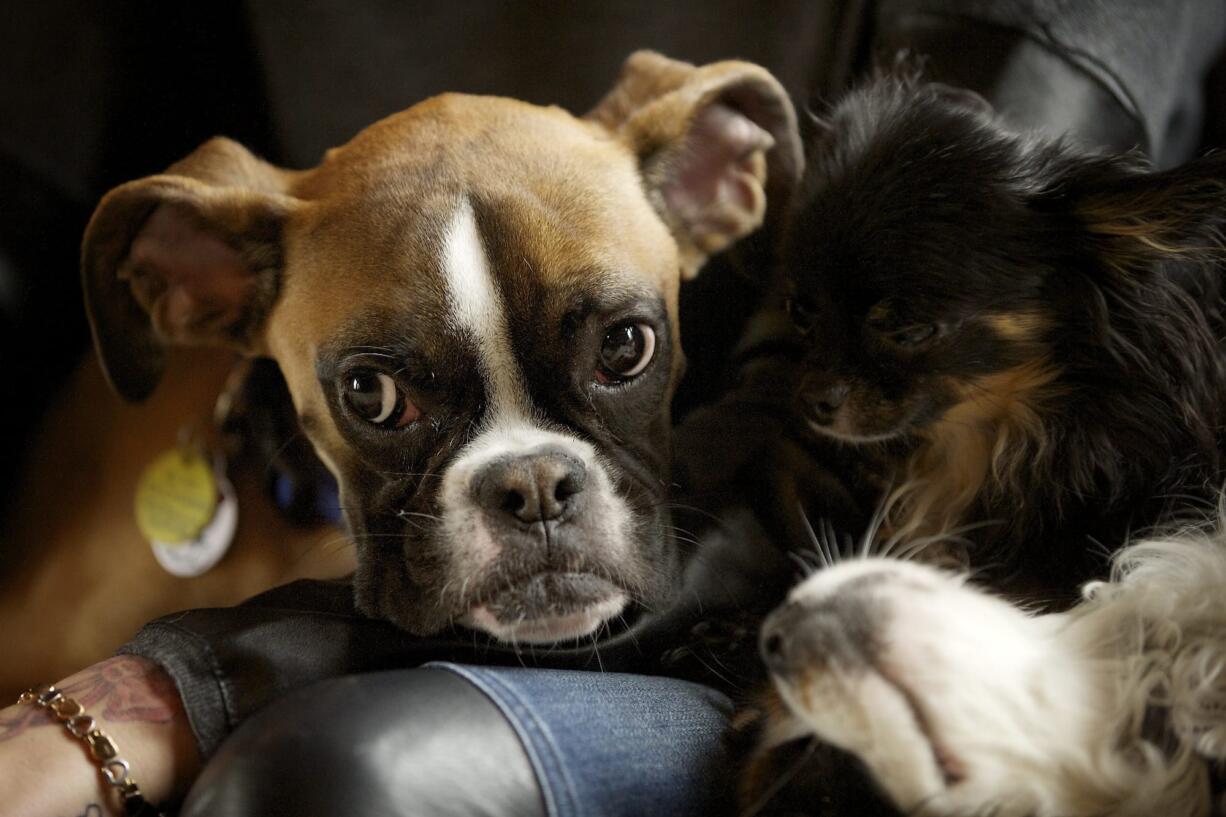 Duncan Lou Who, a 9 month old Boxer, hangs out with family April 3 in Vancouver.