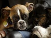 Duncan Lou Who, a 9 month old Boxer, hangs out with family April 3 in Vancouver.