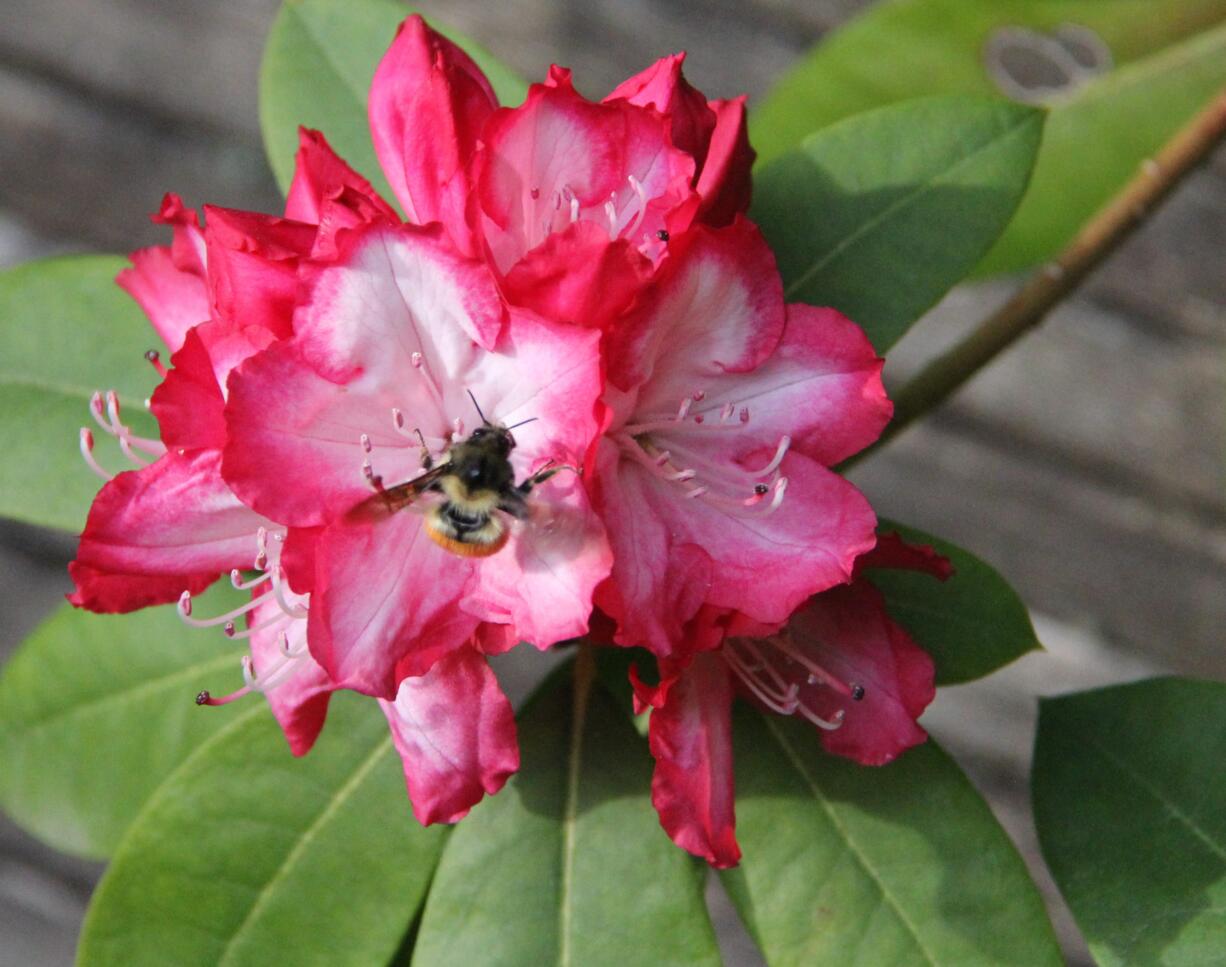 Sunshine, rain and nature's pollinators bring new life to the early spring garden.