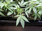 Marijuana plant starts are seen in early April at a growing facility in Seattle.