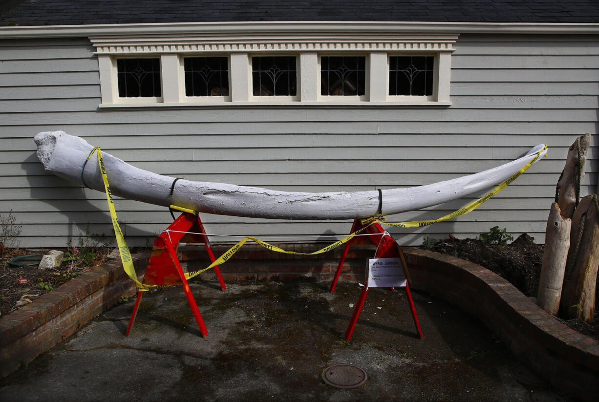 A massive blue whale jawbone is displayed outside the recently opened Langley Whale Center on Whidbey Island in Washington.