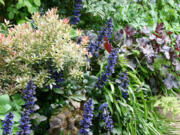 I encourage choice perennials and small shrubs to fill my garden borders, leaving little room for wayward weeds.