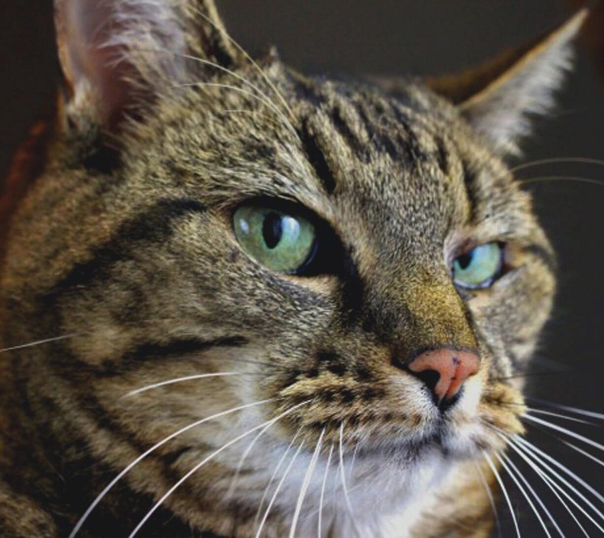 A recent study has confirmed what cat owners have long known, cats understand when spoken to but they choose to ignore most of what people say.