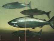 A chinook salmon, second from the bottom, swims with sockeye salmon at the Bonneville Dam fish-counting window near North Bonneville  on the Columbia River in2012.