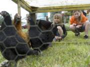 Ciah Koehler 7, and her sister Chloe Koehler 10, stop to look at chickens during a tour of Half Moon Farm, Saturday, June 21, 2008.  Half Moon Farm, along with Garden Delights and  Scented Acres were open for visitors as part of the Summer Solstice in the County farm tour.