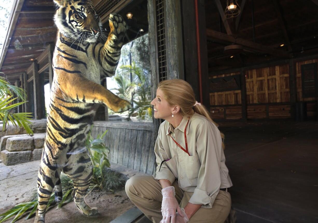 Lori Gallo, senior animal keeper at  San Diego Safari Park, interacts with a Sumatran tiger through a viewing window at the $19.5 million Tull Family Tiger Trail exhibit.