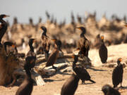 The U.S. Army Corps of Engineers has proposed killing nearly 16,000 double-crested cormorants near the mouth of the Columbia River to protect the endangered fish they eat.