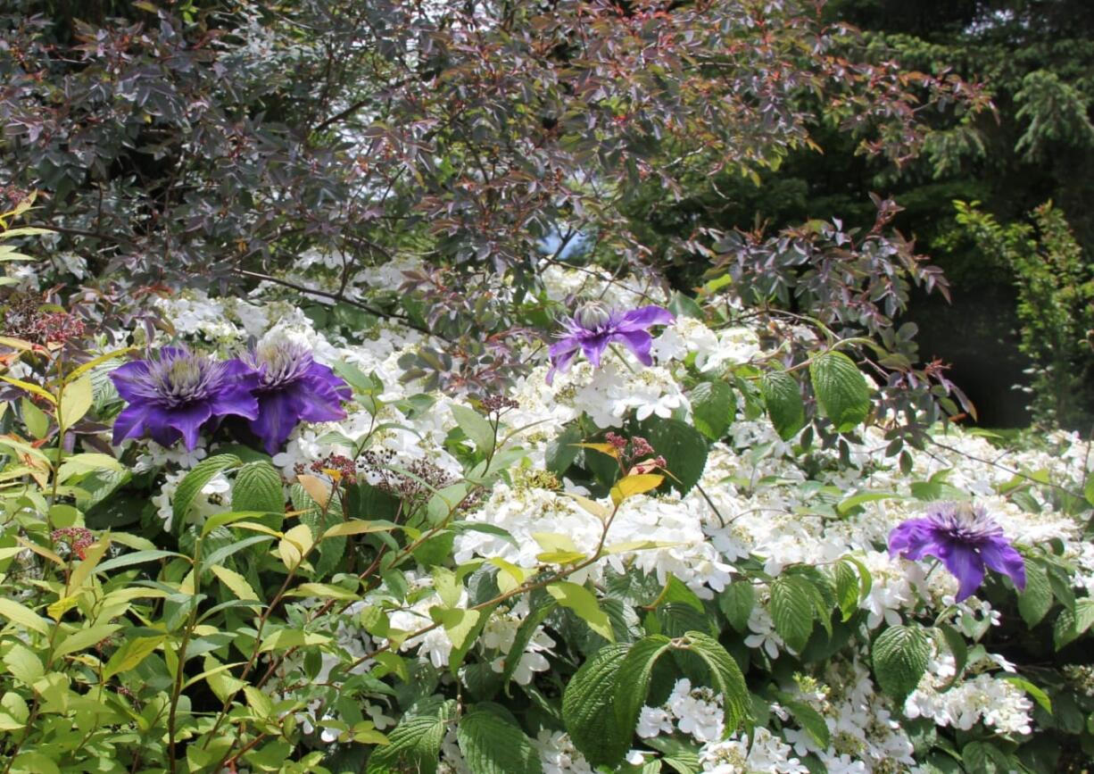 The combination of clematis &quot;Multi-blue&quot; with the large, flowering broadleaf shrub viburnum &quot;Shasta&quot; brings out the best in each plant's stellar attributes.