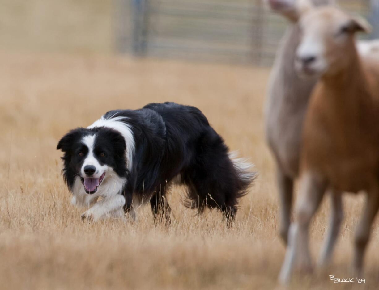 The Lacamas Valley Sheepdog Trial began Thursday in Camas and continues through the weekend. It is the ninth year the competitive event has been held at the Johnston Dairy Farm. According to farm owner and host Lynn Johnston, it's become popular for participants and spectators. &quot;Visitors enjoy the beautiful venue and are truly amazed at the partnership between handler and dog,&quot; he said. &quot;The level of communication is remarkable and this is total joy for the dogs.