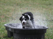 Butch, owned by Angie Untisz of Bend, Ore., cools off after competing in the open class round of the Lacamas Valley Sheepdog Trial at the Johnston Farm in Camas on Friday.