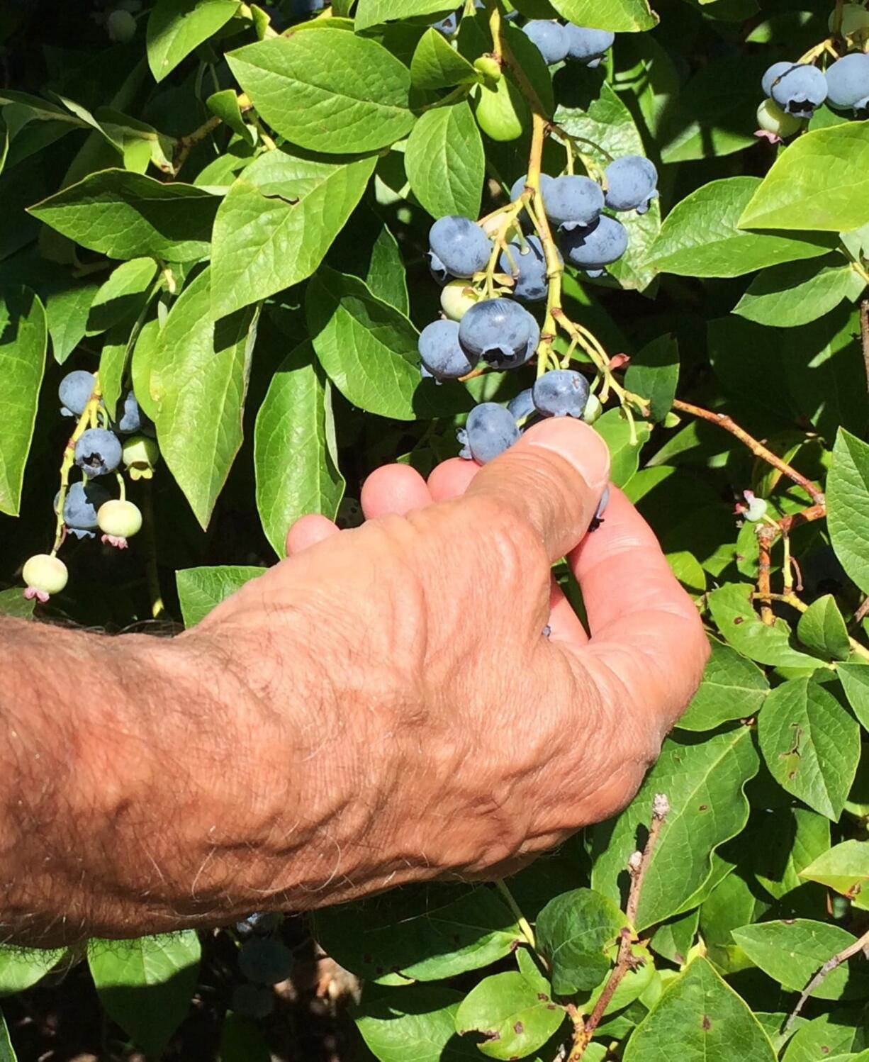 Robb Rosser
Good neighbor John Burkhart gives me a lesson in harvesting blueberries.