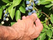 Robb Rosser
Good neighbor John Burkhart gives me a lesson in harvesting blueberries.