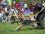 Vancouver police Officer Roger Evans and his German shepherd, Eron, participate in a police K-9 demonstration for children near the Clark County Courthouse April 25, 2013.