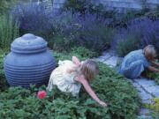 Heidi and Emily Wallace, the author's step-granddaughters, pick alpine strawberries in her garden.  Illustrates HOMEFARM (category l), by BARBARA DAMROSCH, special to The Washington Post. Moved Monday, August 31, 2015.