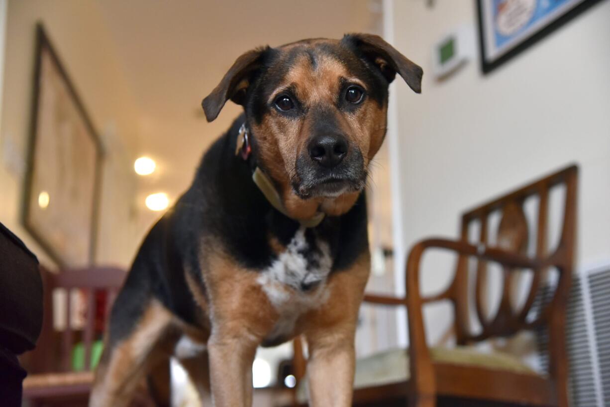 Dizzy, a Hurricane Katrina rescue dog, was adopted 10 years ago by Baltimore Sun reporter Meredith Cohn, on August 26, 2015, in Baltimore.