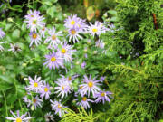 Robb Rosser
As summer turns to autumn, the pairing of a golden Hinoki cypress and the Aster 'Wonder of Staffa' encourages us to take a chance with new seasonal plant combinations.