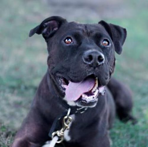 Inspector is a good-natured 5-year-old Lab-terrier mix. This sweet boy loves walks, car rides and toys. He does well with older children. He’s a favorite at the shelter, and would add joy and fun to your family.