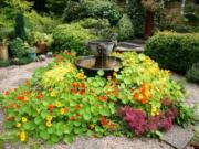 Robb Rosser
The overblown exuberance of late-blooming nasturtiums in my old garden encouraged me to plant in fall for an equally abundant spring show.