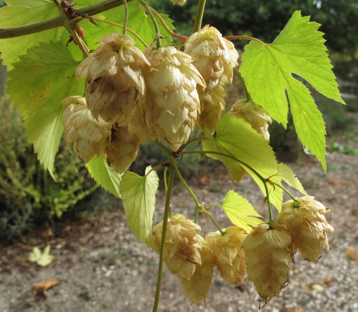 Hop harvests are in full swing in the Yakima Valley.