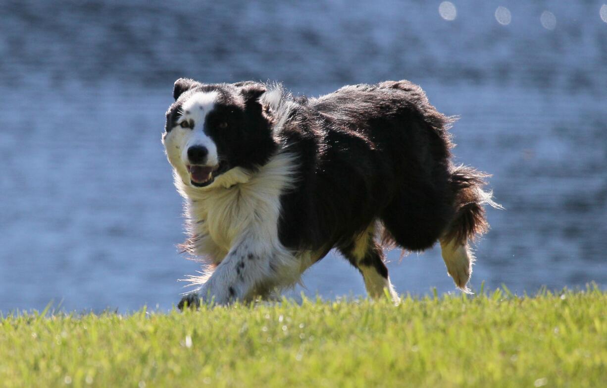 Susan Kinney owns Geese Police, a business that uses border collies to rid homes and businesses from geese.  The dogs will chase the geese off by running around them and and even swimming out after them. They are trained not to touch the geese, including Rocky, who bounds around the perimeter of a Pewaukee, Wisc., pond on Aug. 24.