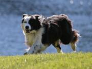 Susan Kinney owns Geese Police, a business that uses border collies to rid homes and businesses from geese.  The dogs will chase the geese off by running around them and and even swimming out after them. They are trained not to touch the geese, including Rocky, who bounds around the perimeter of a Pewaukee, Wisc., pond on Aug. 24.