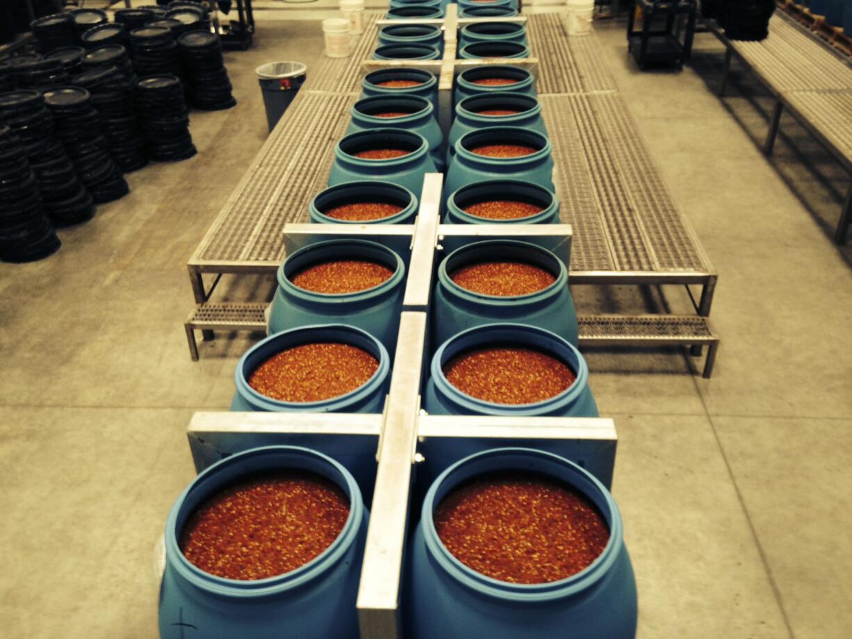 Vats of just-made Sriracha sauce line the floor of the factory at Huy Fong Foods  waiting to be bottled.