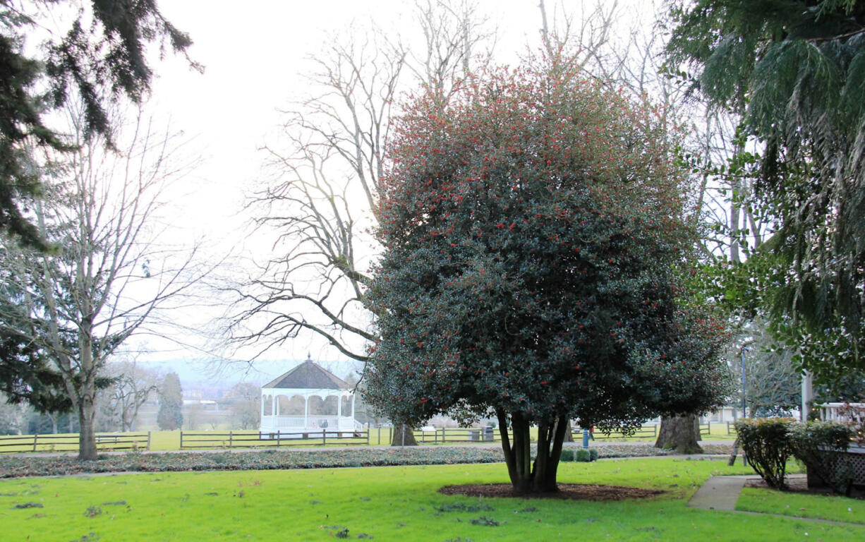 A flush of winter holly berries near my home at Officers Row reminds me that change brings us ever closer to achieving our garden ideal.